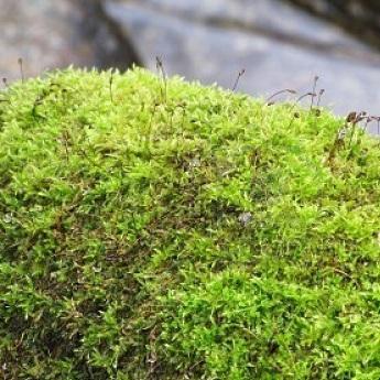 Dónde comprar el musgo para el Belén