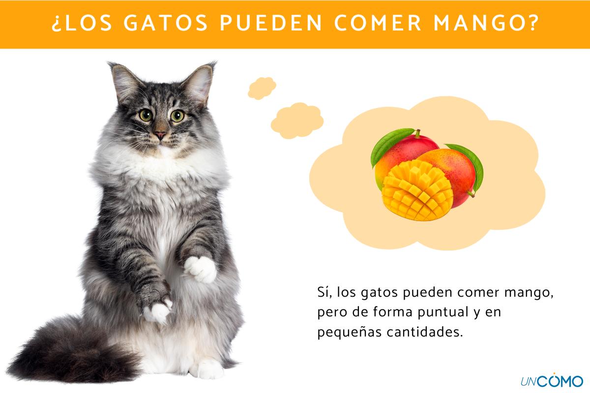 ¿Los gatos pueden comer mango? Descubre los beneficios de esta fruta
