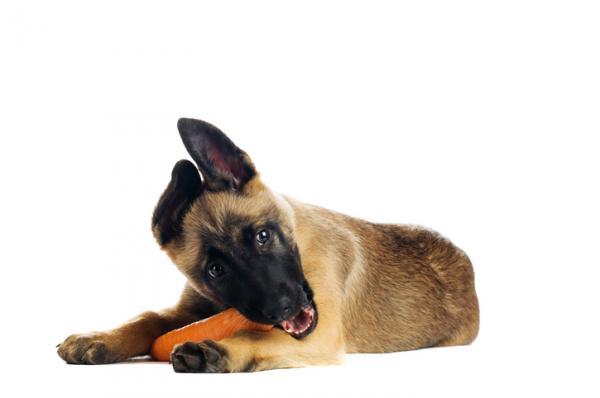 ¿Los perros pueden comer zanahoria? - ¿Los perros pueden comer zanahoria? - Sí