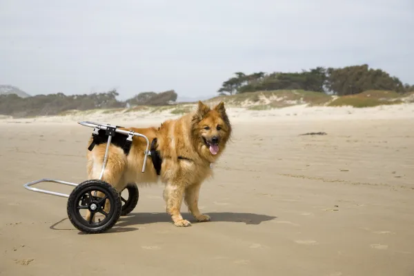 los perros tienen garras de rocío en las patas traseras