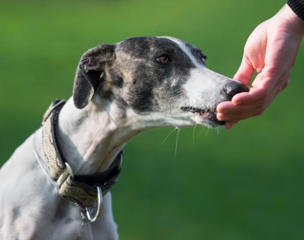 Cómo educar a un galgo español - los mejores consejos