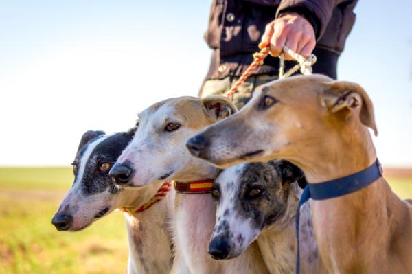 Cómo educar a un galgo español - los mejores consejos - Cómo educar al galgo español para socializarlo y pasear