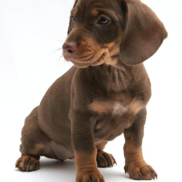 cómo hago para que mi cachorro deje de alimentar a su madre