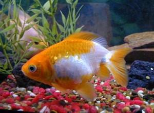 Cómo cuidar un pez de agua fría 