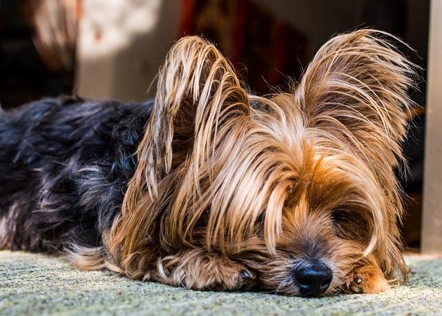 que razas de perros tienen pelo no pelaje