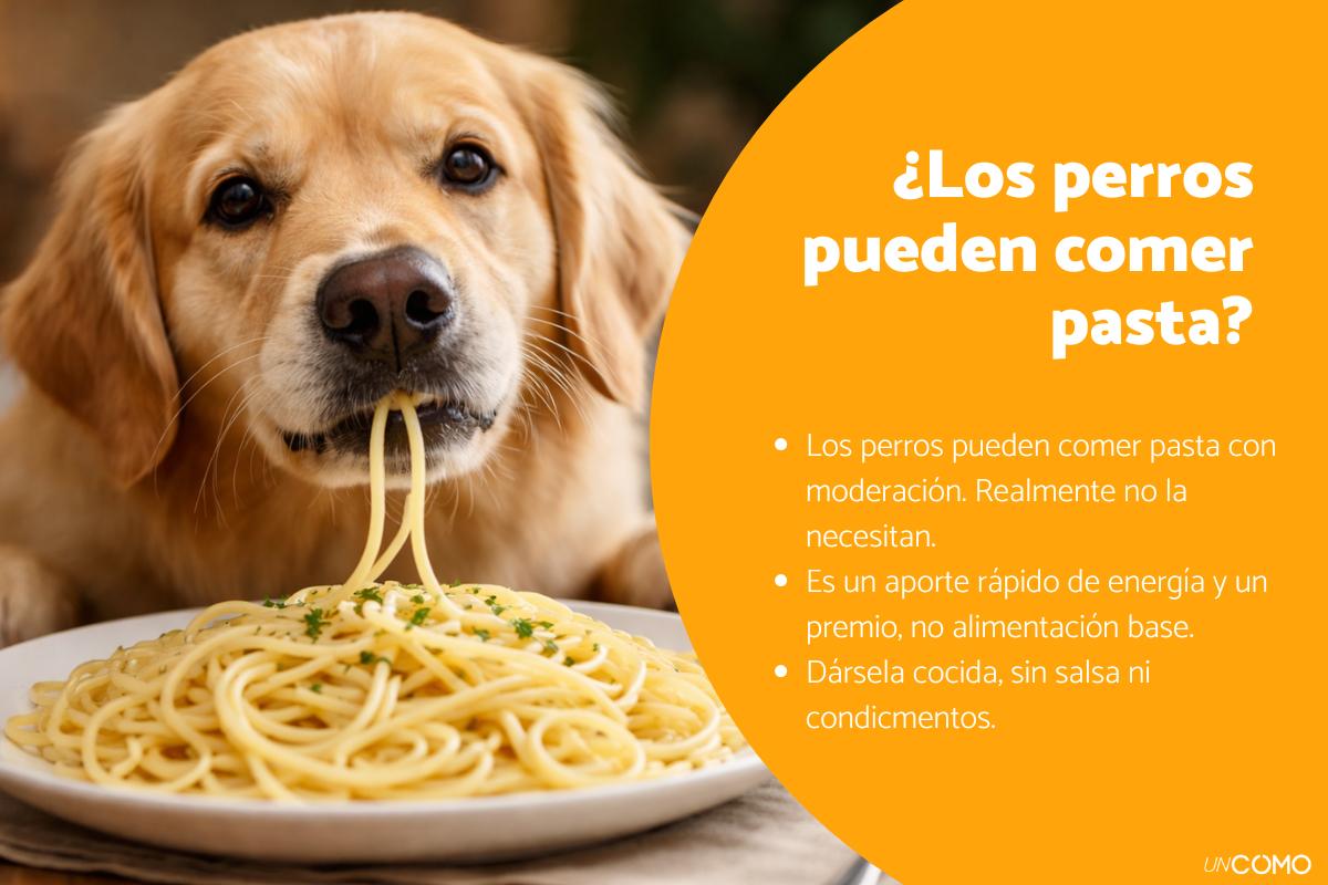 ¿Los perros pueden comer pasta? Conoce si puedes dársela a tu peludo