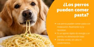 ¿Los perros pueden comer pasta? Conoce si puedes dársela a tu peludo
