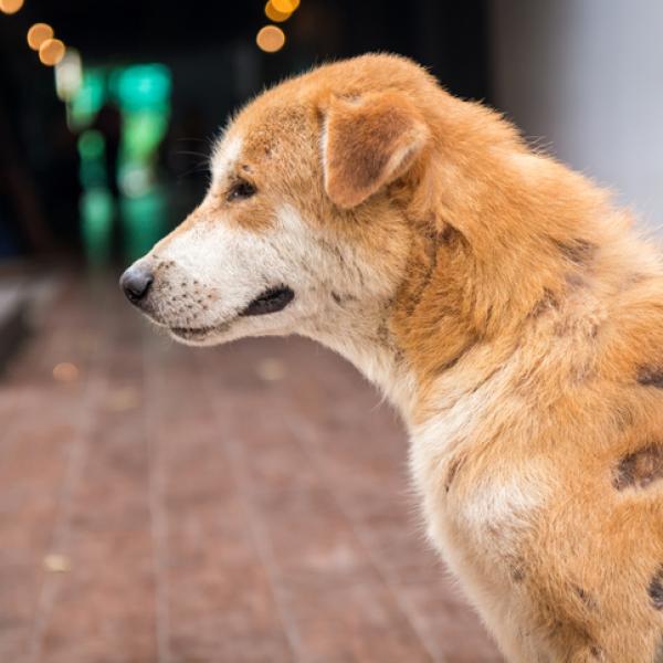 la oreja de un perro puede volver a crecer