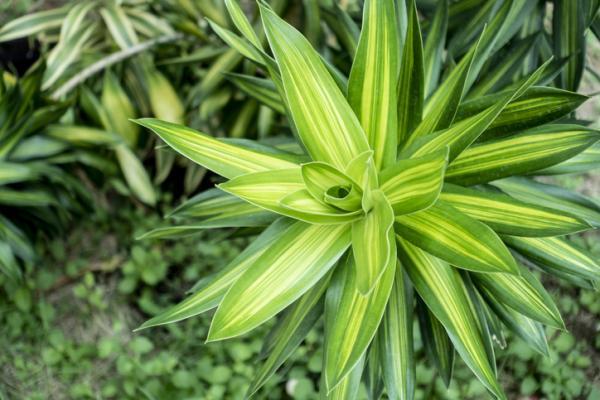 Cómo cuidar un palo de agua - Características del palo de agua