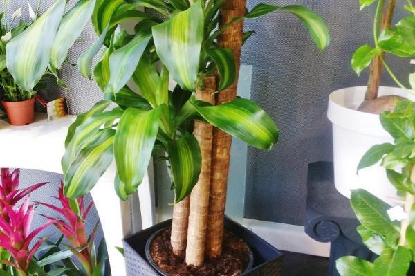 Cómo cuidar un palo de agua - Trasplantar un palo de agua