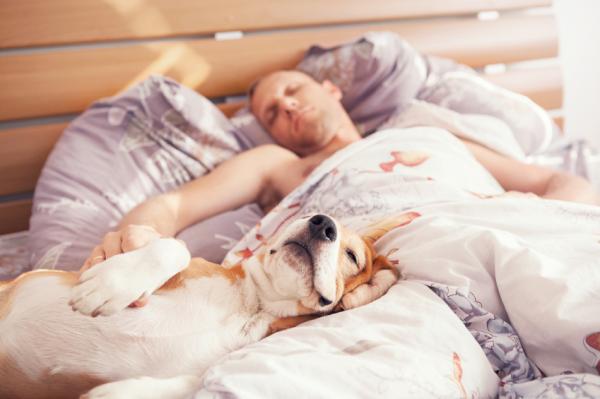 10 señales de que mi perro me quiere - Duerme cerca de ti ¡Si puede hasta en tu cama! 