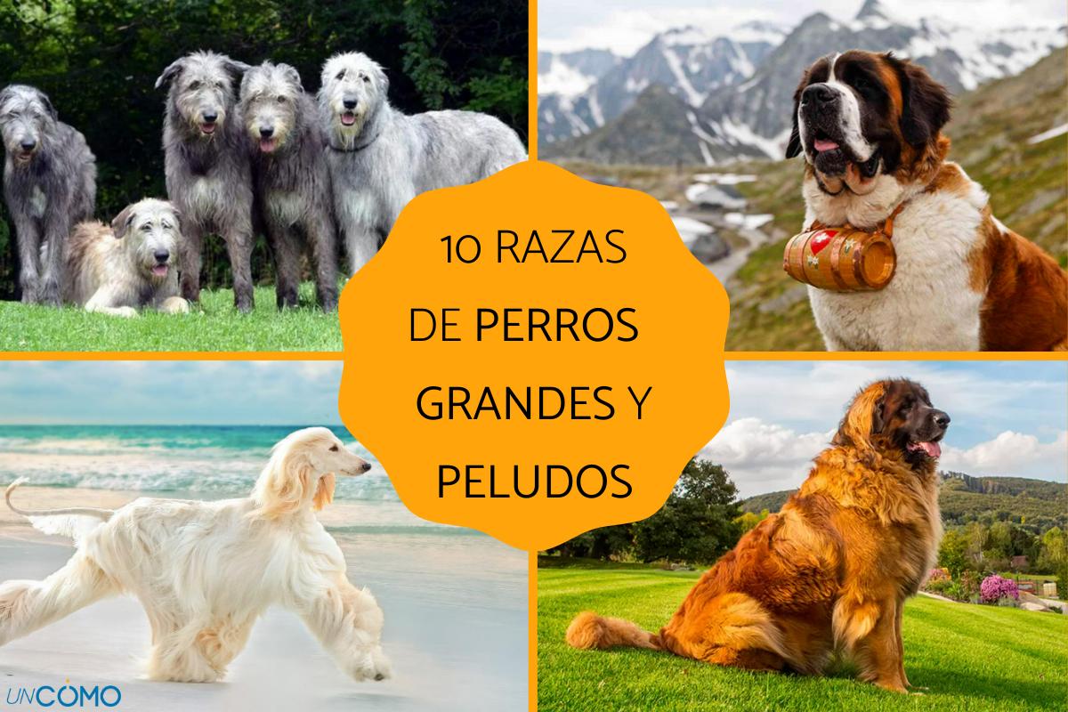 una raza de perro grande