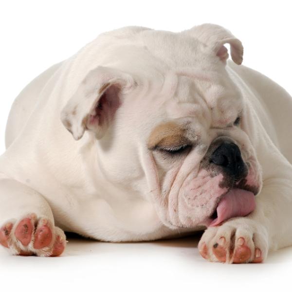 por qué mi perro me lame la cara en medio de la noche