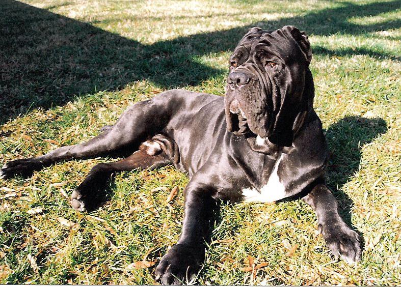 cual es la raza mastin mas grande