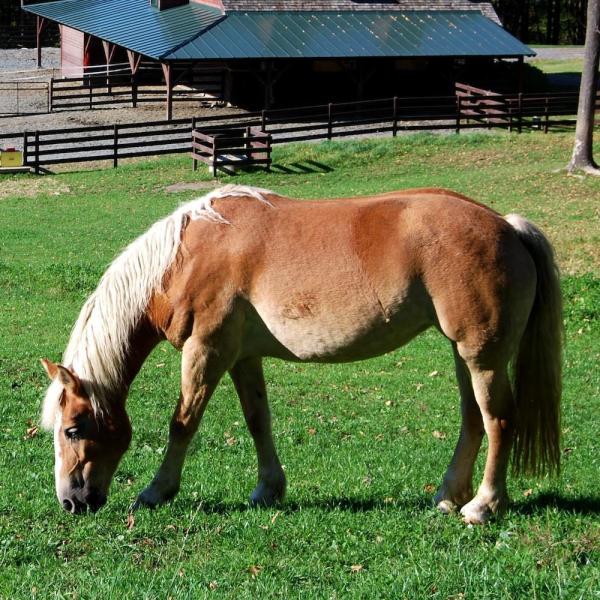 Cómo procesar el pelo del caballo