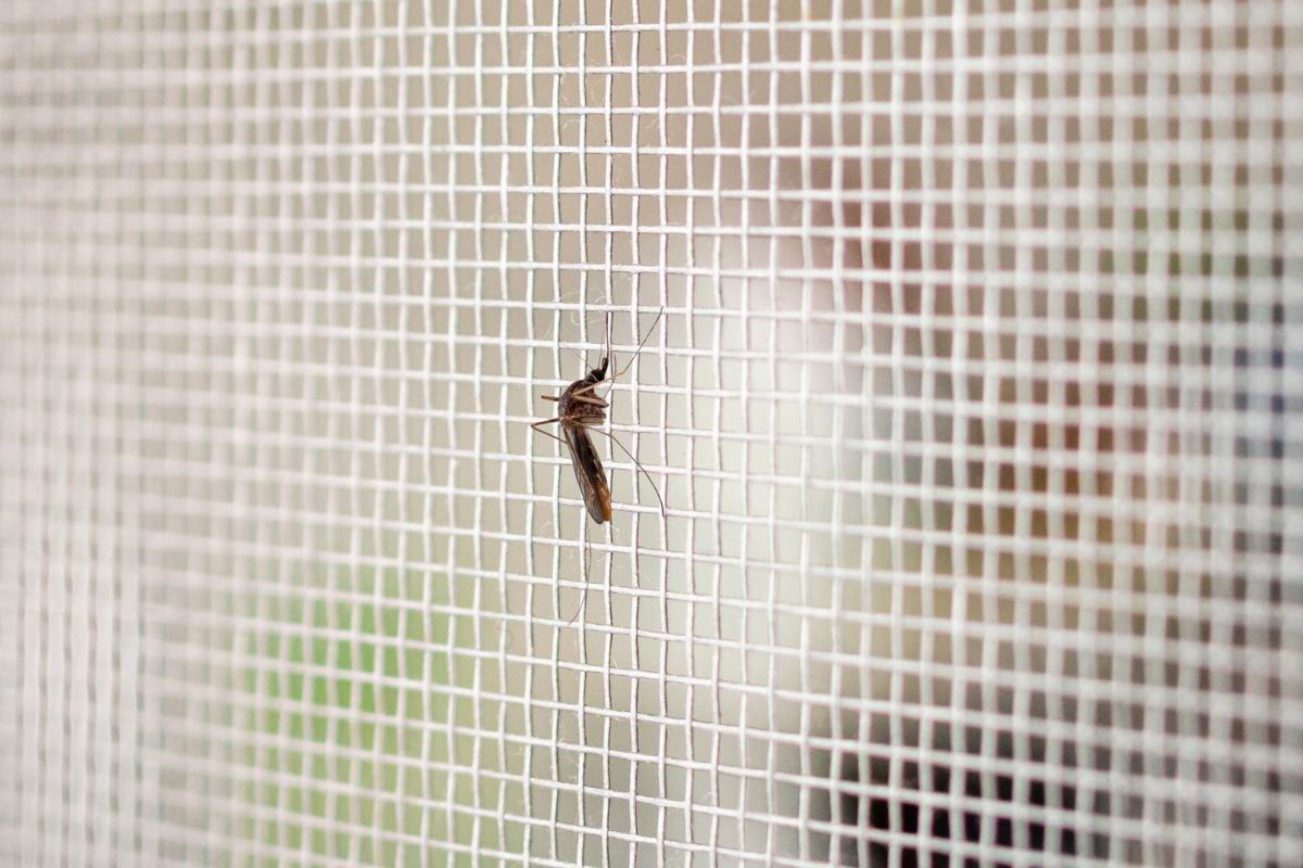 Tipos de mosquiteras