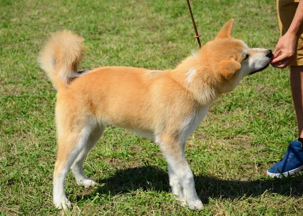 de donde son los perros akita