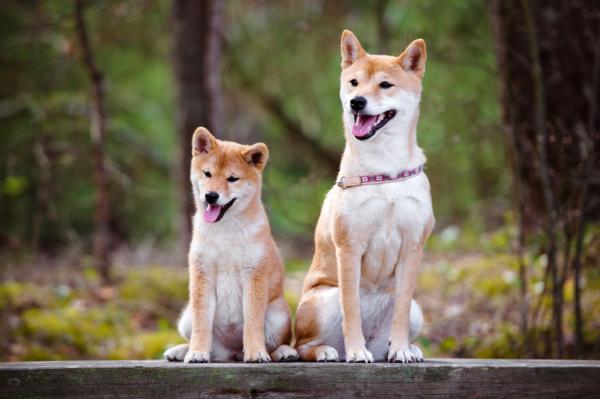 Cómo cuidar a un akita inu - Paso 5