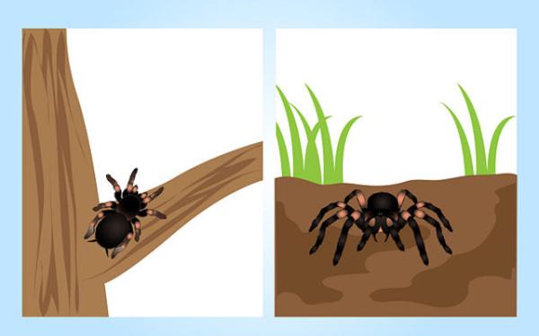 Cómo cuidar una tarántula