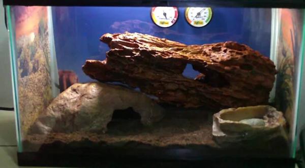 Cómo cuidar una tarántula - Compra un recipiente adecuado para la tarántula