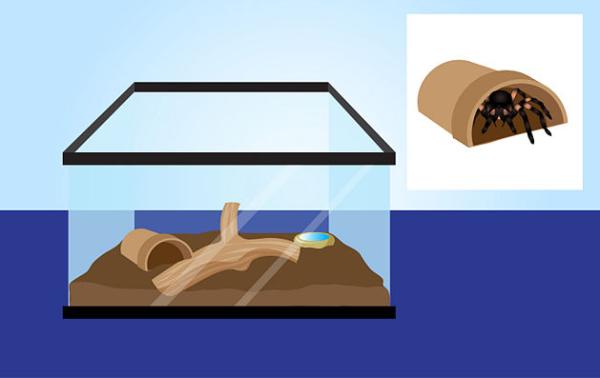 Cómo cuidar una tarántula - Refugio para la tarántula