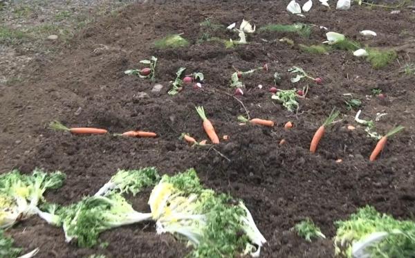 Cómo funciona un pastor eléctrico - Ventajas de un pastor eléctrico