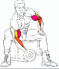 Cómo fortalecer los brazos con pesas - Paso 2