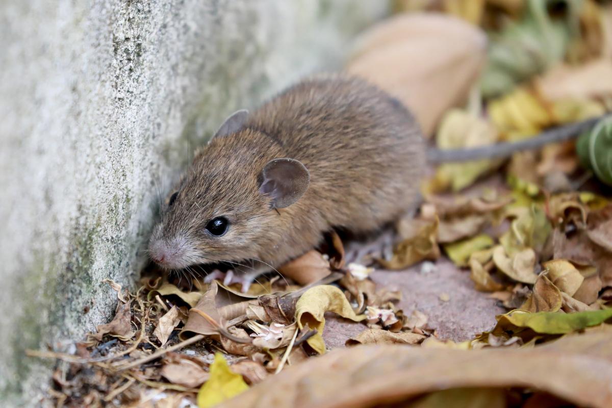 Hantavirus: qué es el virus que causó la muerte de Betsy Arakawa, síntomas, cómo se contagia y tratamiento
