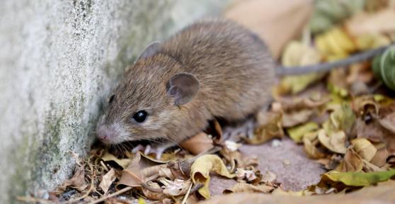 Hantavirus: qué es el virus que causó la muerte de Betsy Arakawa, síntomas, cómo se contagia y tratamiento