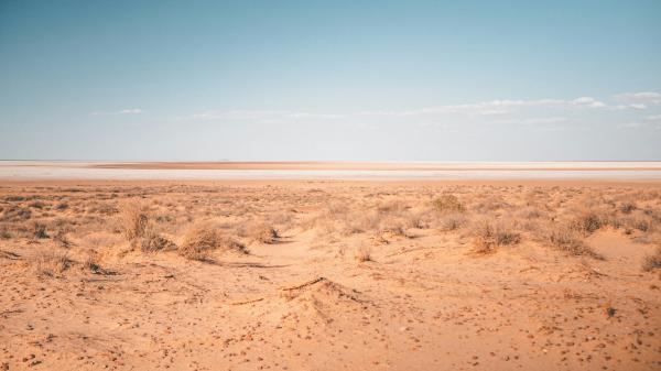 Animales que viven en el desierto y cómo sobreviven - Los animales del desierto más sorprendentes