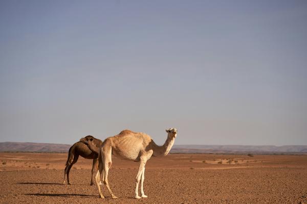 Animales que viven en el desierto y cómo sobreviven - Mamíferos que viven en el desierto