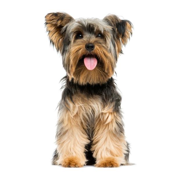 los yorkies nacen con cola larga