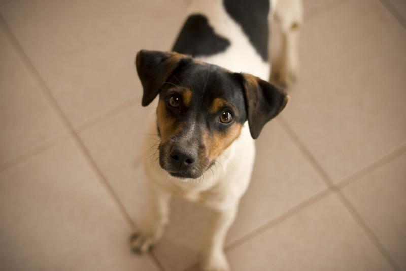 puedo contraer la tiña de mi perro