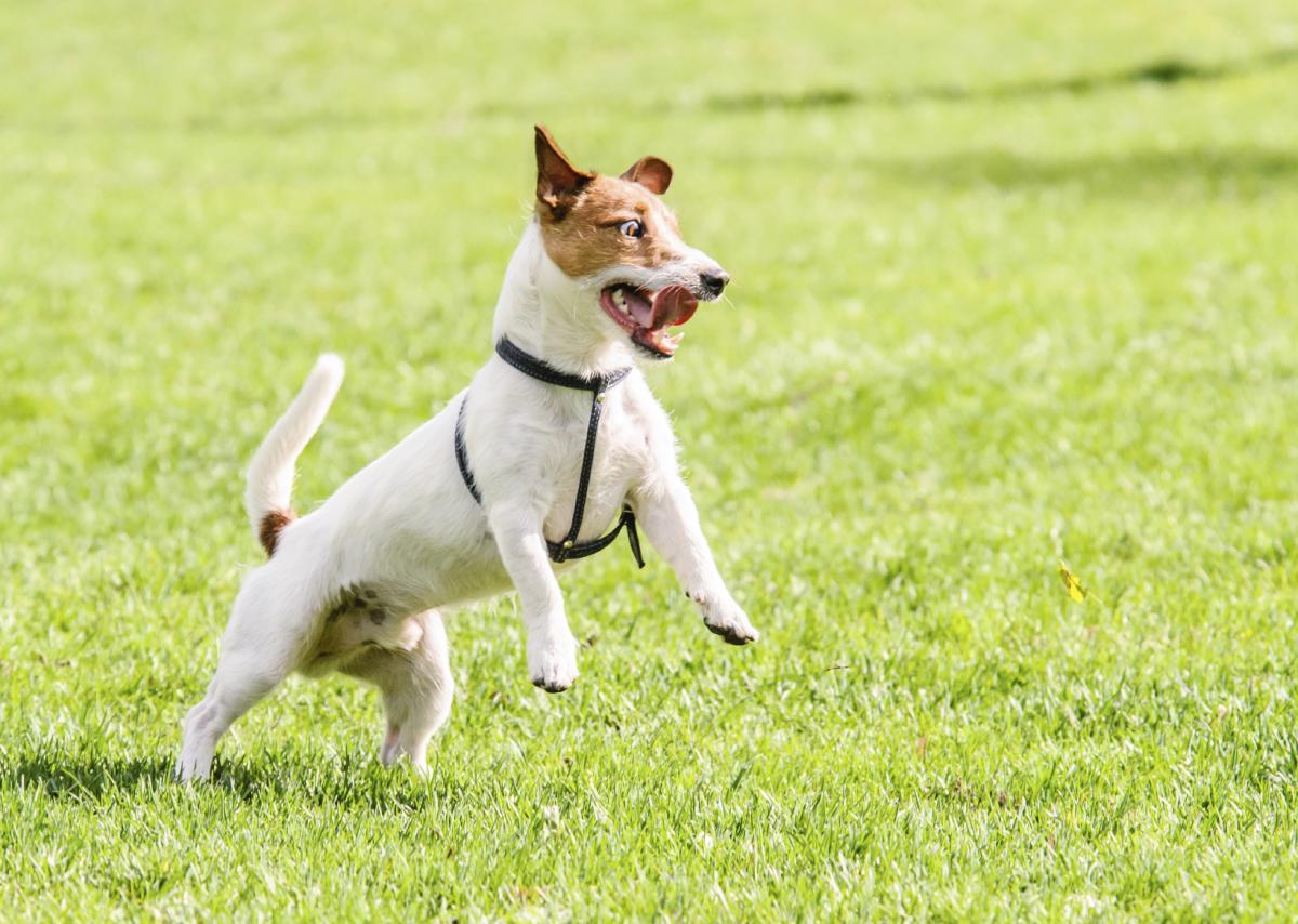 Cómo enseñar a mi perro a pasear sin correa
