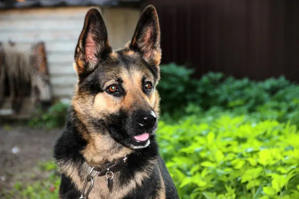 el pelaje de los cachorros de pastor alemán cambia de color