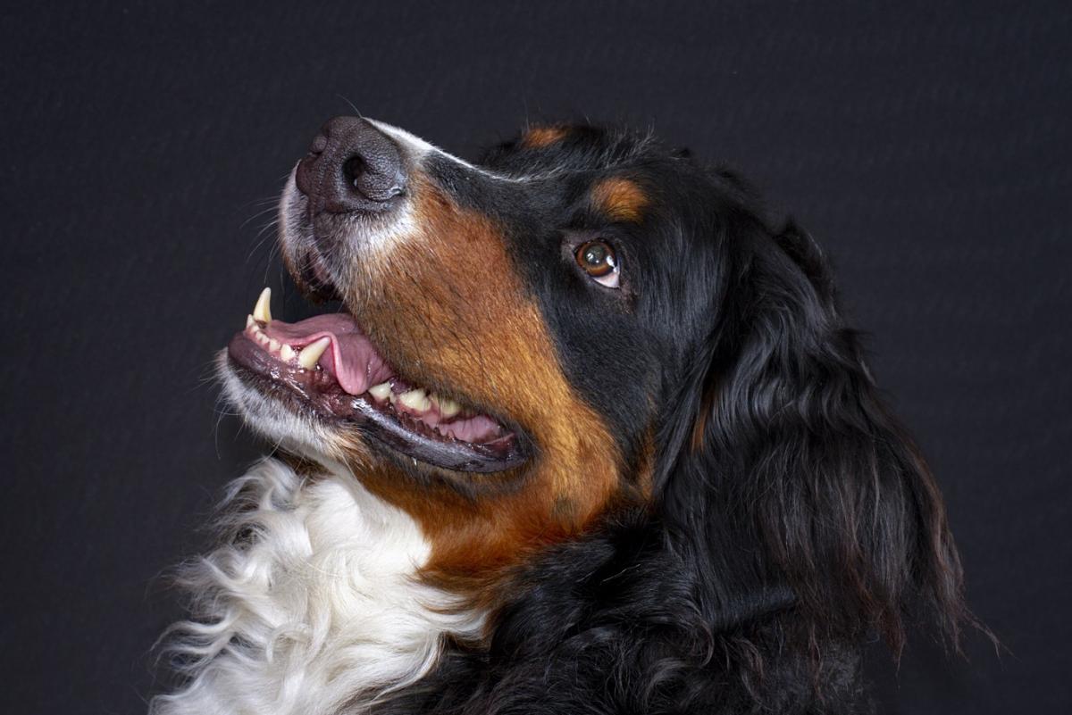 Cuáles son los cuidados de un boyero de Berna