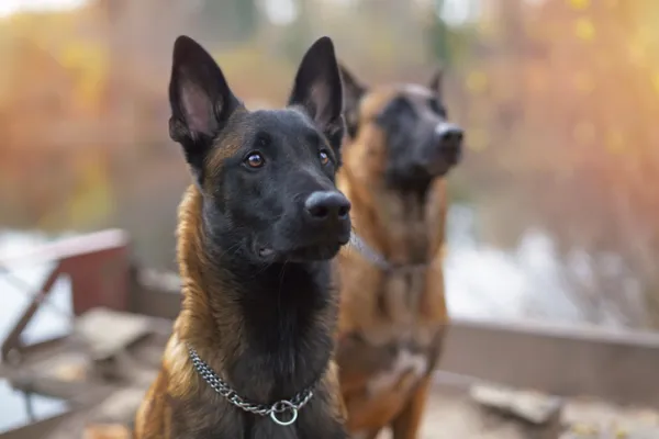 que razas componen el pastor belga malinois