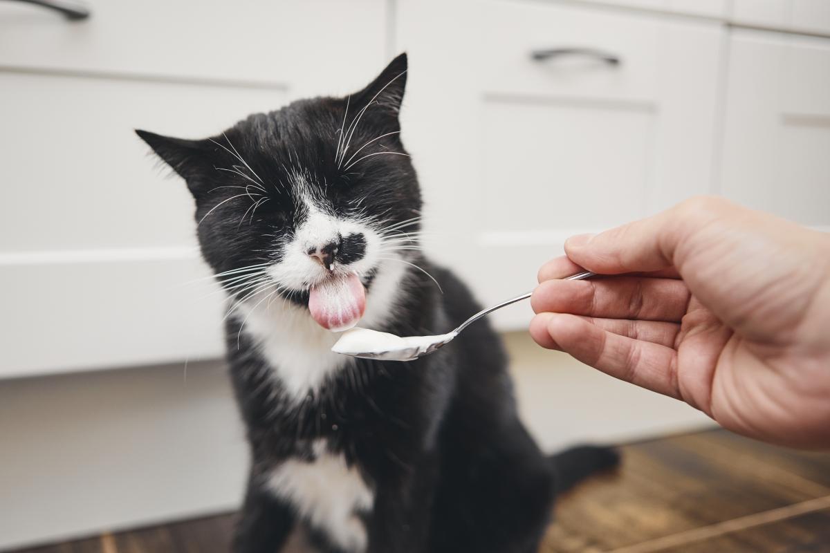 ¿Los gatos pueden comer yogur?