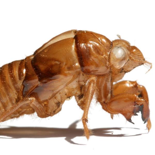 Cómo matar a las chinches de la cama