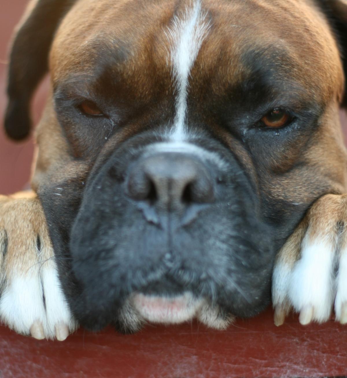Cómo cuidar a un perro con problemas de corazón