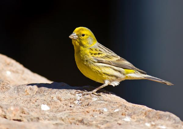 Cómo curar una pata rota a un canario - Paso 6