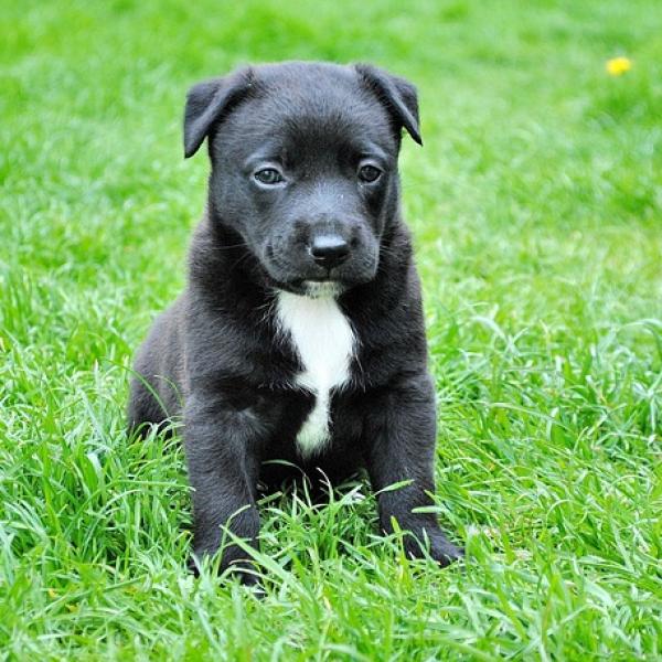 los perros necesitan que les corten las uñas