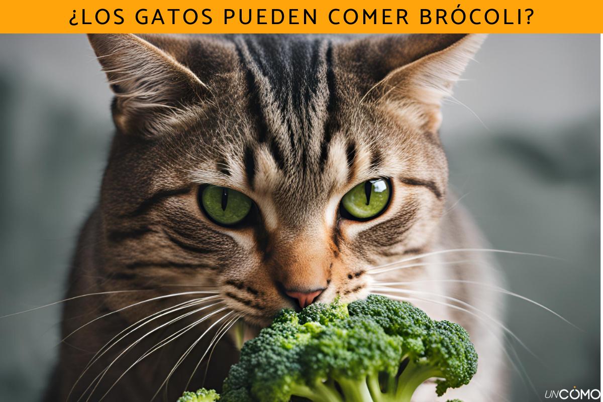 ¿Los gatos pueden comer brócoli? Conoce sus beneficios, dosis y cómo dárselo