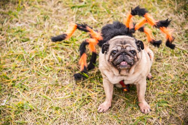 Manualidades para mascotas - Disfraz de araña para perros 