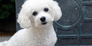 15 razas de perros blancos pequeños y esponjosos que parecen peluches