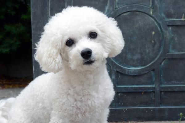 15 razas de perros blancos pequeños y esponjosos que parecen peluches