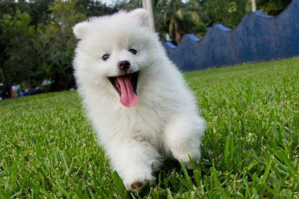 15 razas de perros blancos pequeños y esponjosos que parecen peluches - American Eskimo Dog (Toy)