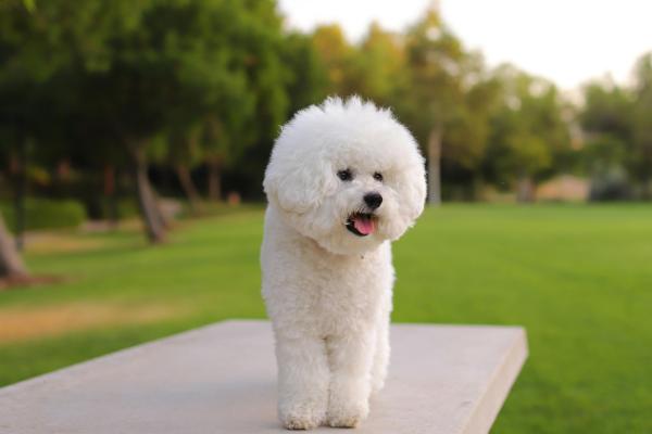 15 razas de perros blancos pequeños y esponjosos que parecen peluches - Bichón Frisé
