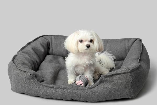 15 razas de perros blancos pequeños y esponjosos que parecen peluches - Bolognés