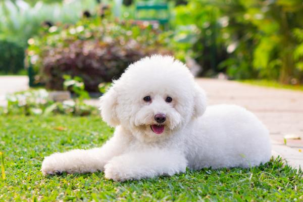 15 razas de perros blancos pequeños y esponjosos que parecen peluches - Caniche Toy Blanco